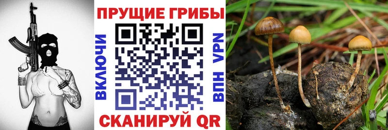 где найти   Алушта  Галлюциногенные грибы GOLDEN TEACHER 